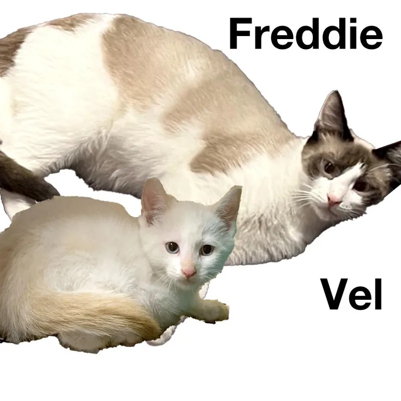 Bonded Brothersfreddie & Velma