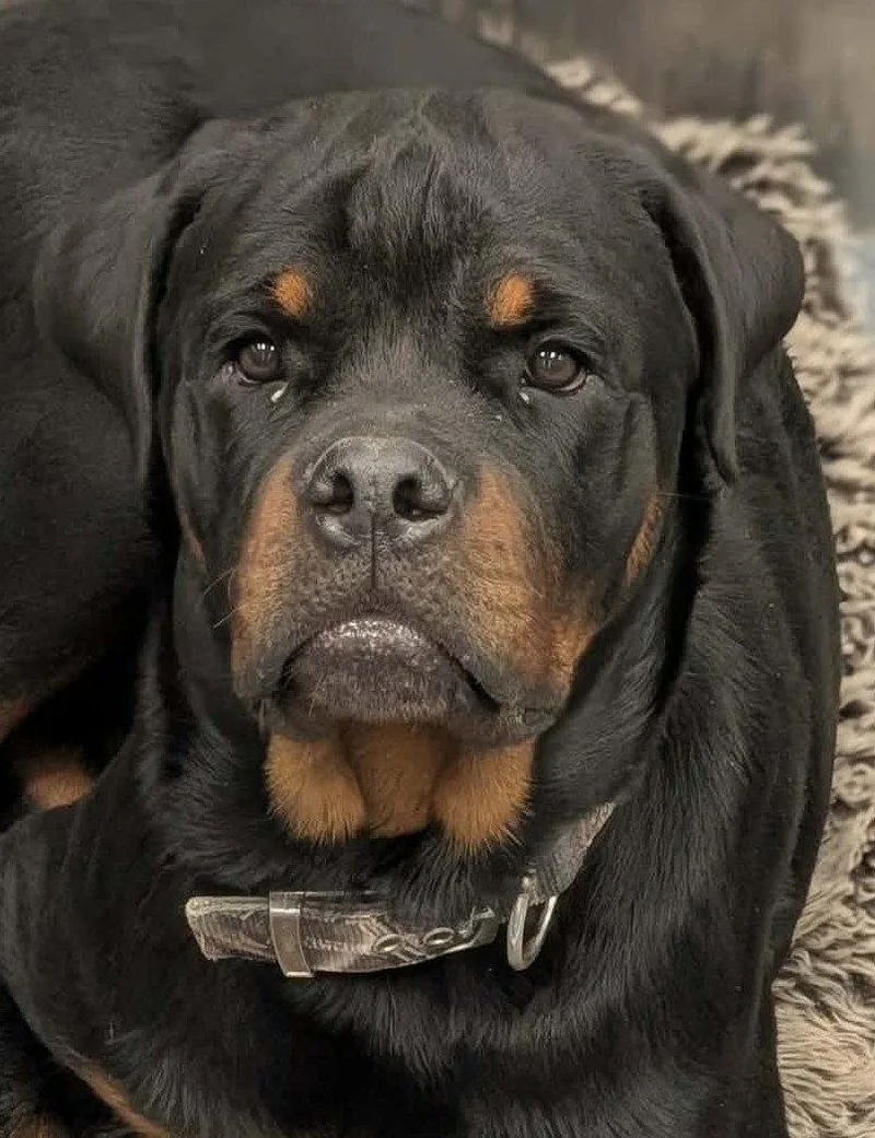 An adult extra large-sized male Rottweiler dog named Zeus for adoption in Hillsboro, NH