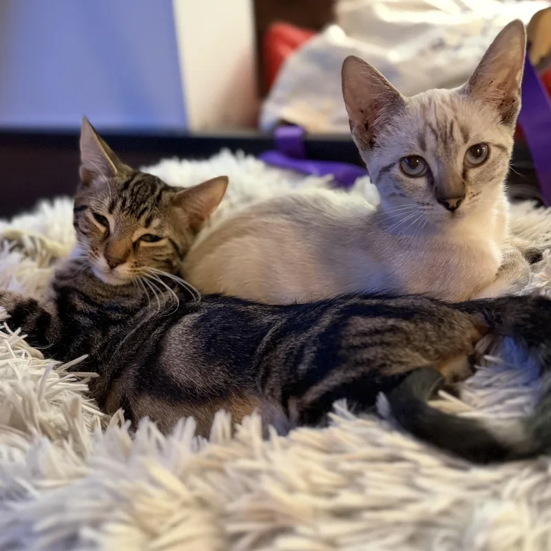 A baby medium-sized female Siamese cat named Curry for adoption in Liverpool, TX