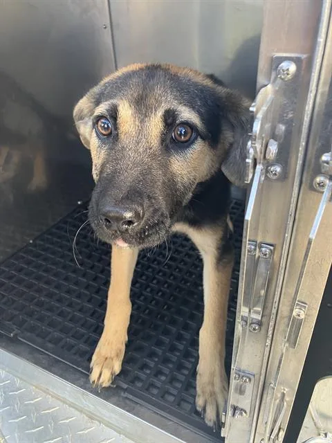 A young medium-sized female Mixed Breed dog named Brownie for adoption in Dallas, TX