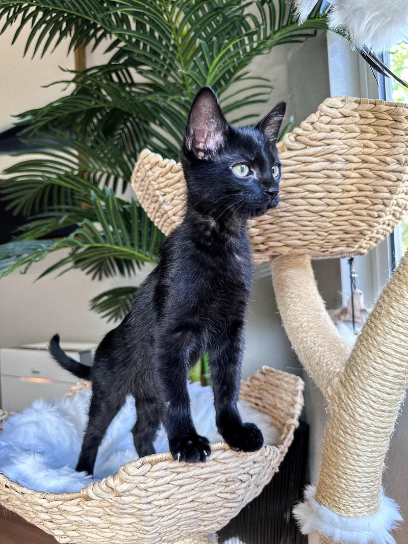 A young large-sized male Black Domestic Short Hair cat named Marty for adoption in Aurora, CO