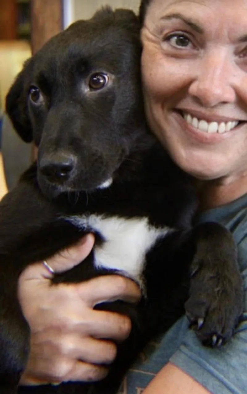 A baby medium-sized female Black Labrador Retriever dog named Sherry for adoption in Watertown, CT