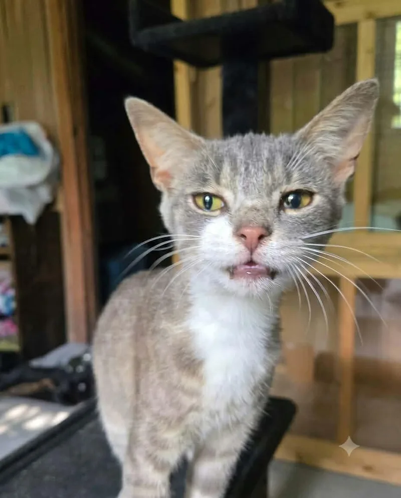 An adult medium-sized male Tabby (Gray / Blue / Silver) Domestic Short Hair cat named Yoshi for adoption in MOUNT AIRY, NC