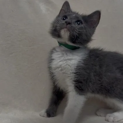 A baby small-sized male Domestic Short Hair cat named Graham for adoption in Janesville, WI