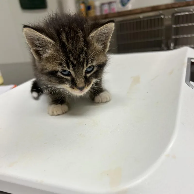 Pip