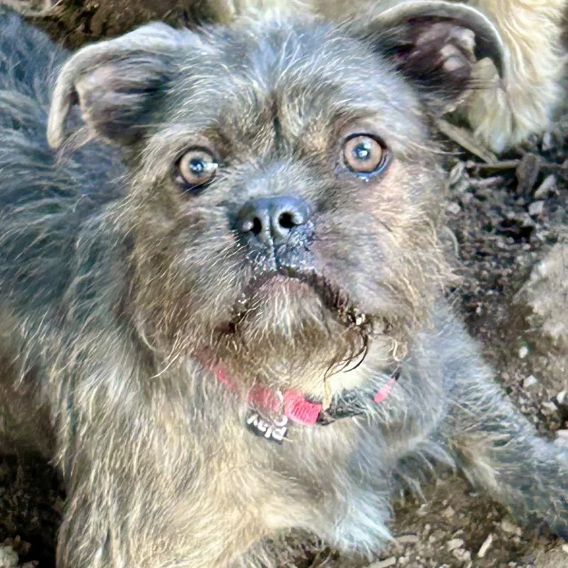 A young small-sized female Gray / Blue / Silver Brussels Griffon dog named Mabel for adoption in Rockville, MD