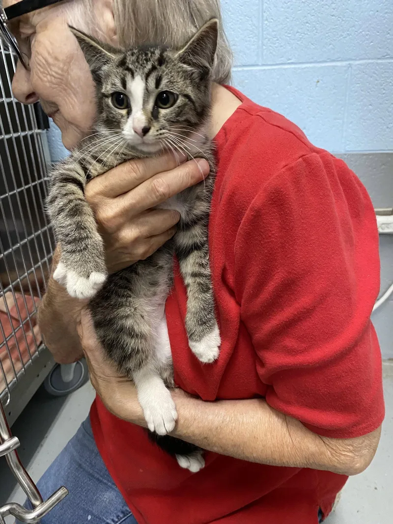 A baby medium-sized male Domestic Short Hair cat named Juniper  Visit At for adoption in Rustburg, VA