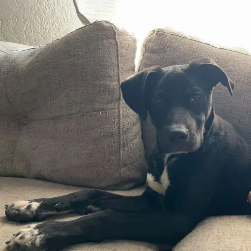 Banjo