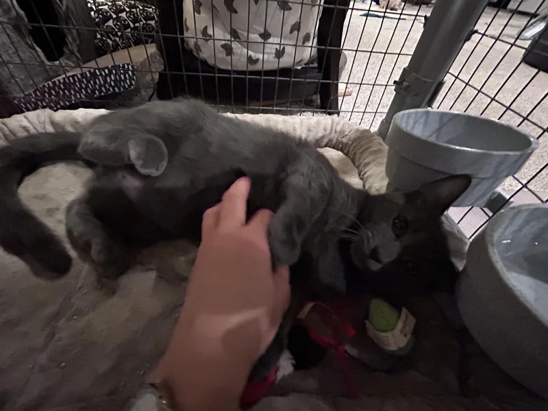 Surfer Dude thumbnail 4