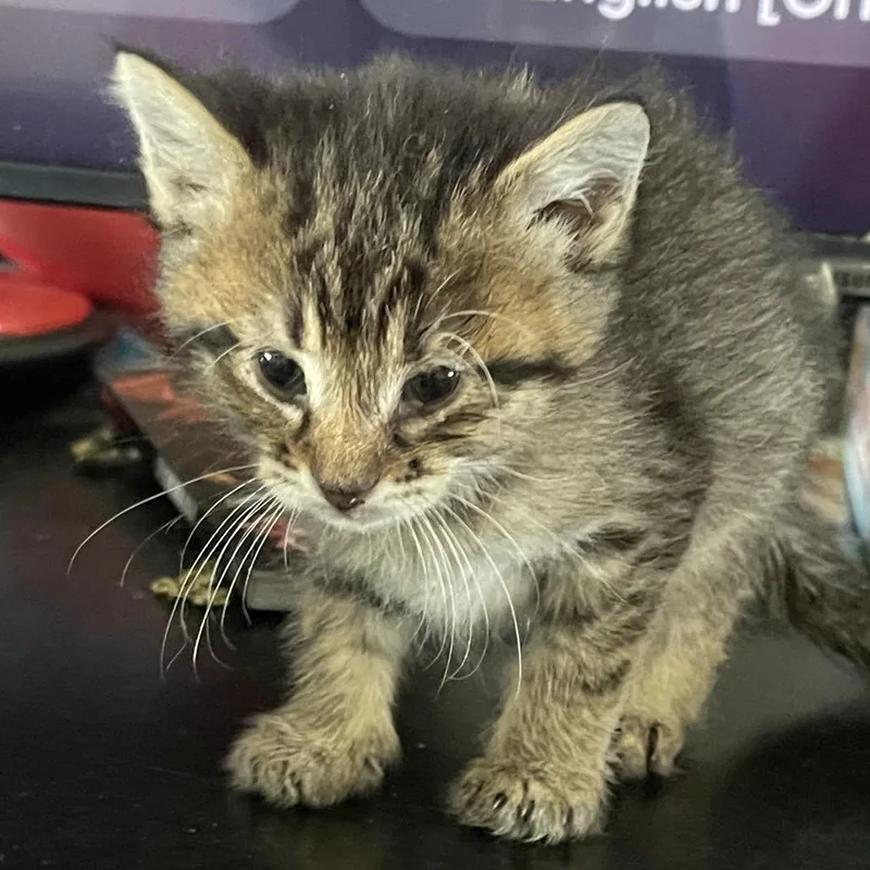 A baby small-sized female Brown / Chocolate Domestic Short Hair cat named Joshua for adoption in Troy, IL