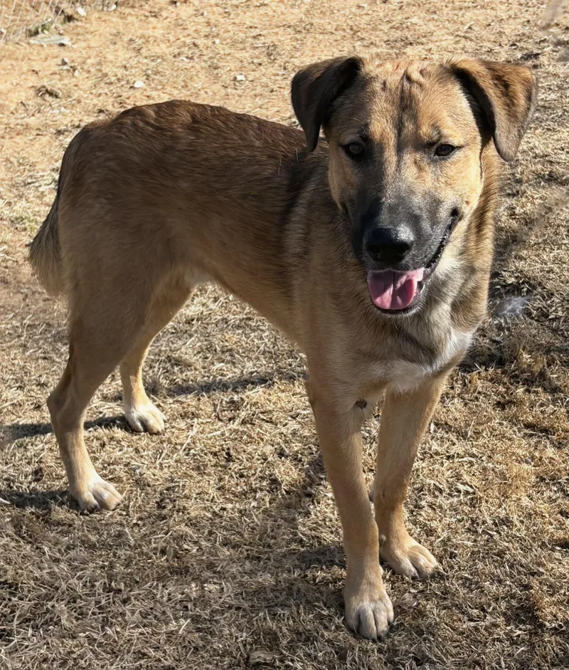 A young large-sized male Shepherd dog named Jack $ for adoption in Milwaukee, WI