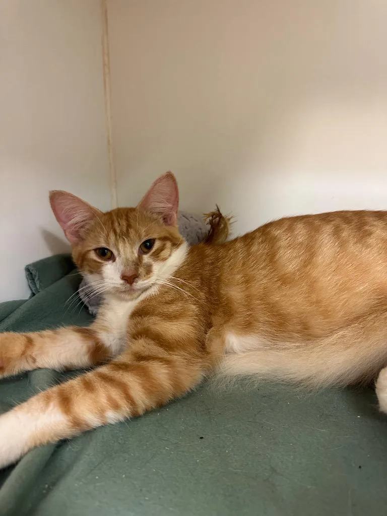 A young medium-sized male Domestic Medium Hair cat named Luigi for adoption in Johnson City, TN