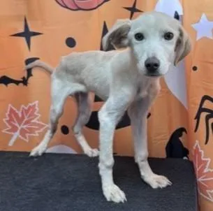 A baby medium-sized male Retriever dog named 61887073 for adoption in Elko, NV