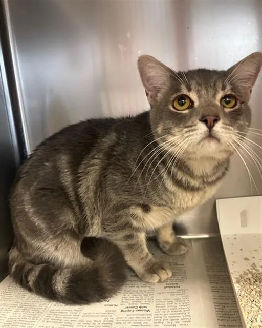 A young medium-sized male Domestic Short Hair cat named Hank for adoption in Lancaster, CA