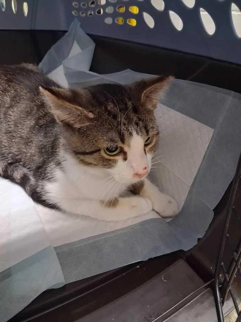 An adult small-sized male Tabby (Buff / Tan / Fawn) Domestic Short Hair cat named Laurel for adoption in Cincinnati, OH