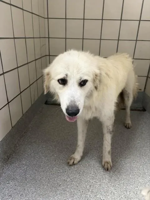 An adult extra large-sized female Great Pyrenees dog named A for adoption in Pasadena, TX