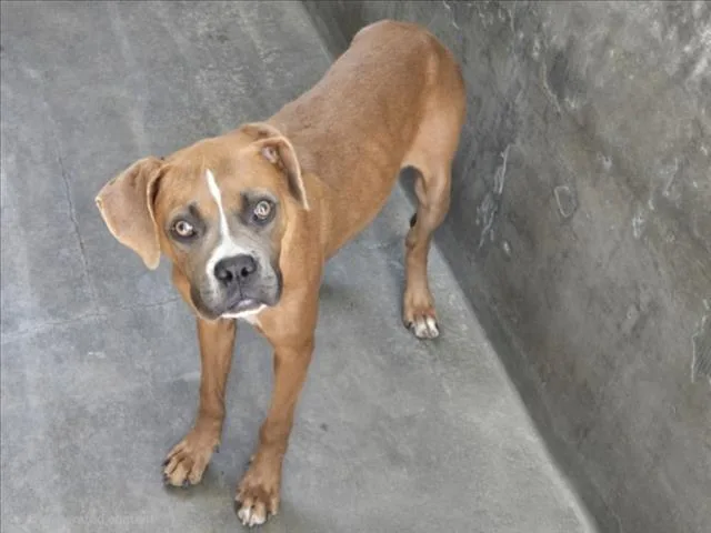 A young medium-sized female Boxer dog named Latte for adoption in Van Nuys, CA