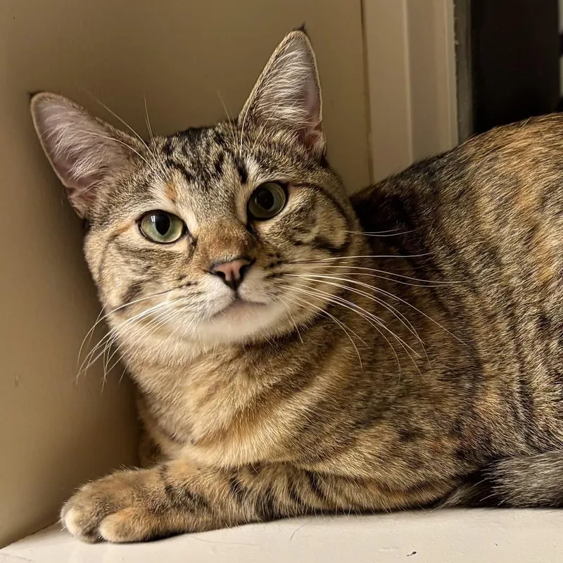 An adult small-sized female Torbie Egyptian Mau cat named Winnie for adoption in Bountiful, UT