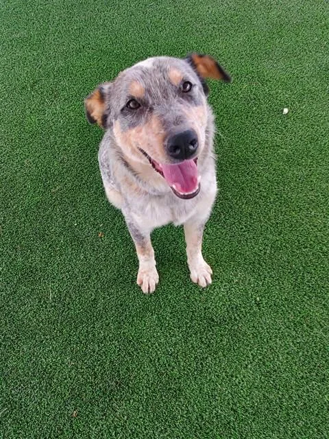 A young medium-sized male Australian Cattle Dog / Blue Heeler dog named Norman for adoption in Castaic, CA
