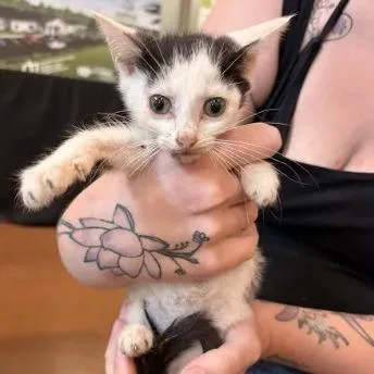 A baby small-sized male White Domestic Short Hair cat named Wynken for adoption in Lynchburg, VA