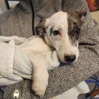 A young medium-sized female Australian Shepherd dog named Kuromi for adoption in Monticello, NY