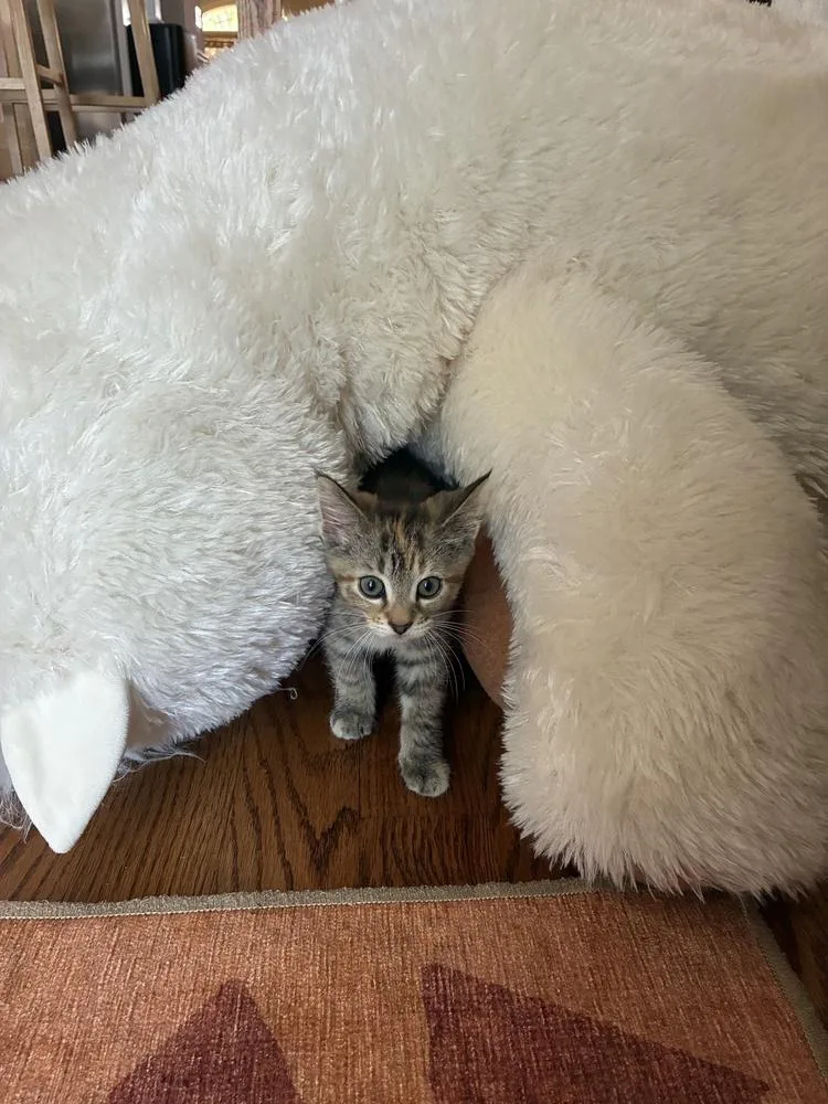A baby small-sized female Domestic Short Hair cat named Binny for adoption in Chicago, IL