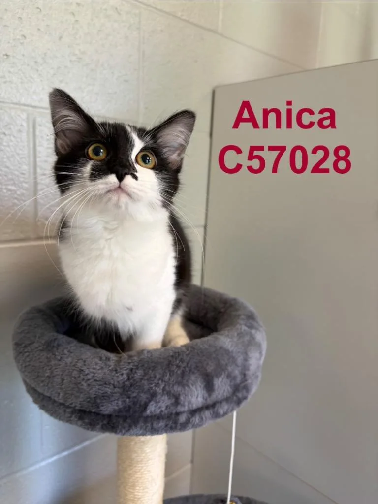 Anica