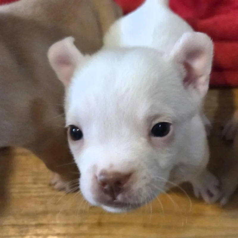 A baby small-sized female White / Cream Mixed Breed dog named Petunia for adoption in Lima, OH