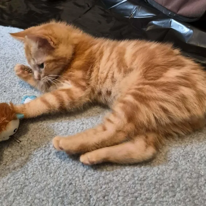A baby medium-sized male Tabby (Orange / Red) Domestic Short Hair cat named Tank for adoption in Delta, OH