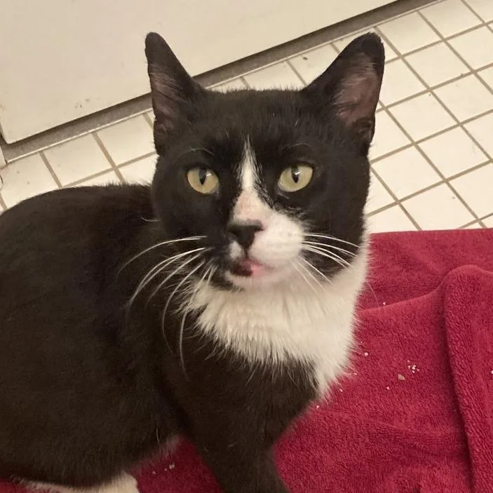 A young medium-sized male Black Domestic Short Hair cat named Earl Sweatshirt for adoption in Chicago, IL