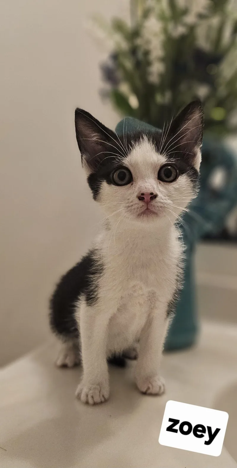 A young small-sized female Domestic Short Hair cat named Zoey Tuxedo for adoption in Seven Valleys, PA