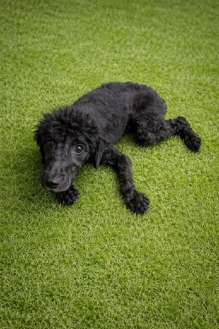 An adult large-sized female Poodle dog named Winnie for adoption in Lancaster, CA