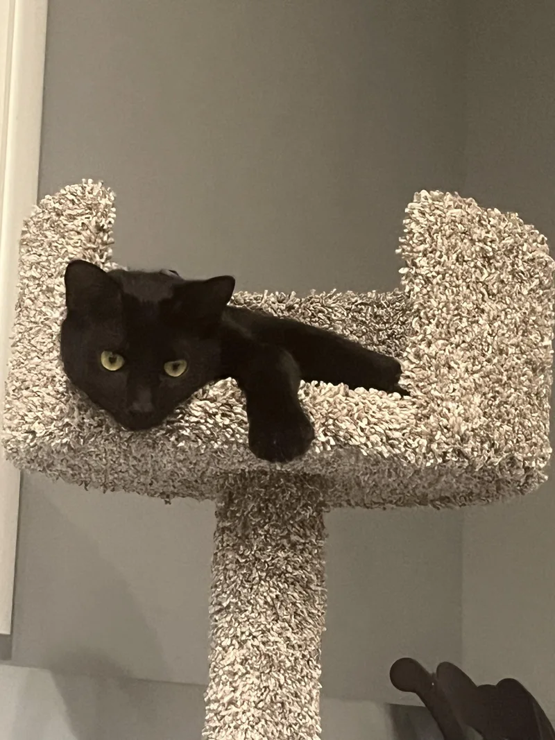 Chickpea thumbnail 2