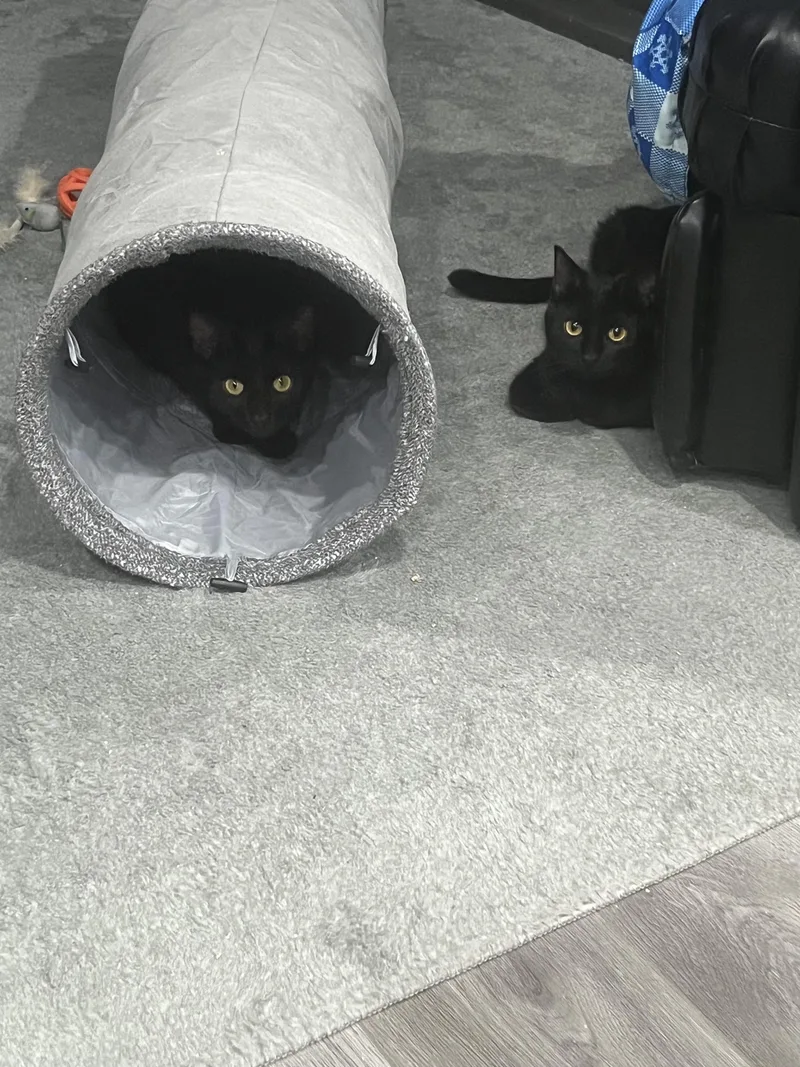 Chickpea thumbnail 3