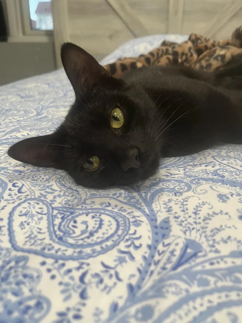 Chickpea thumbnail 4