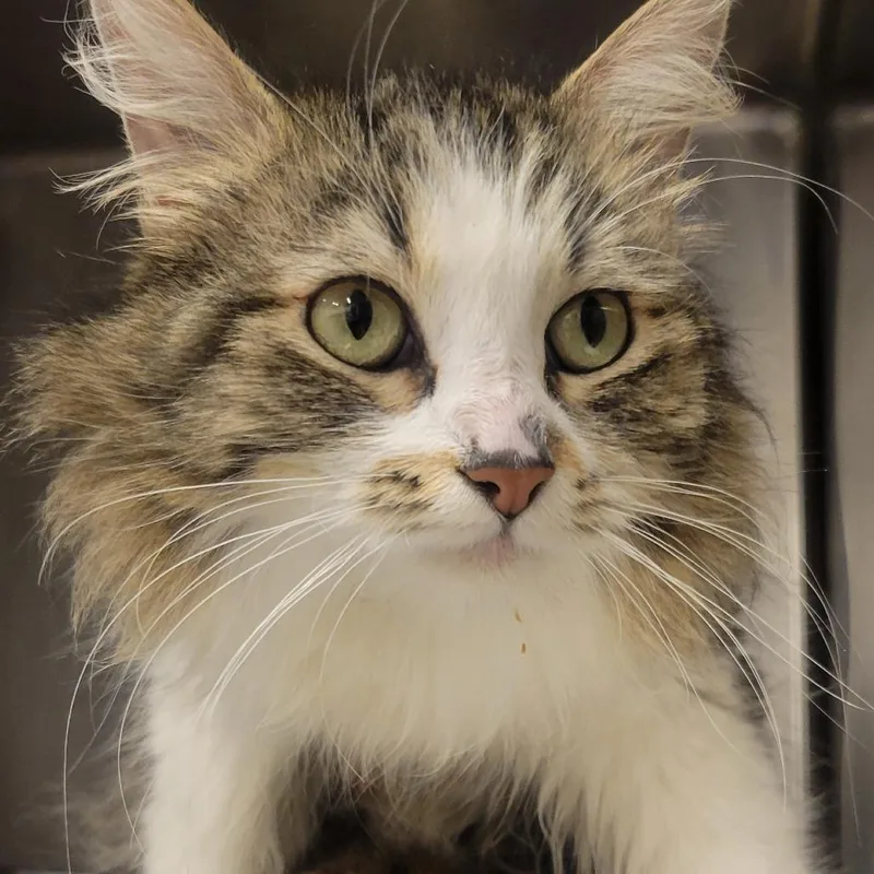 A young medium-sized female Brown / Chocolate Domestic Long Hair cat named Mop for adoption in Wheeling, IL