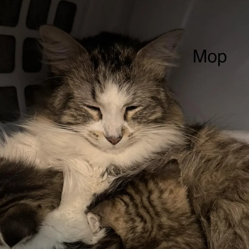 Mop thumbnail 4