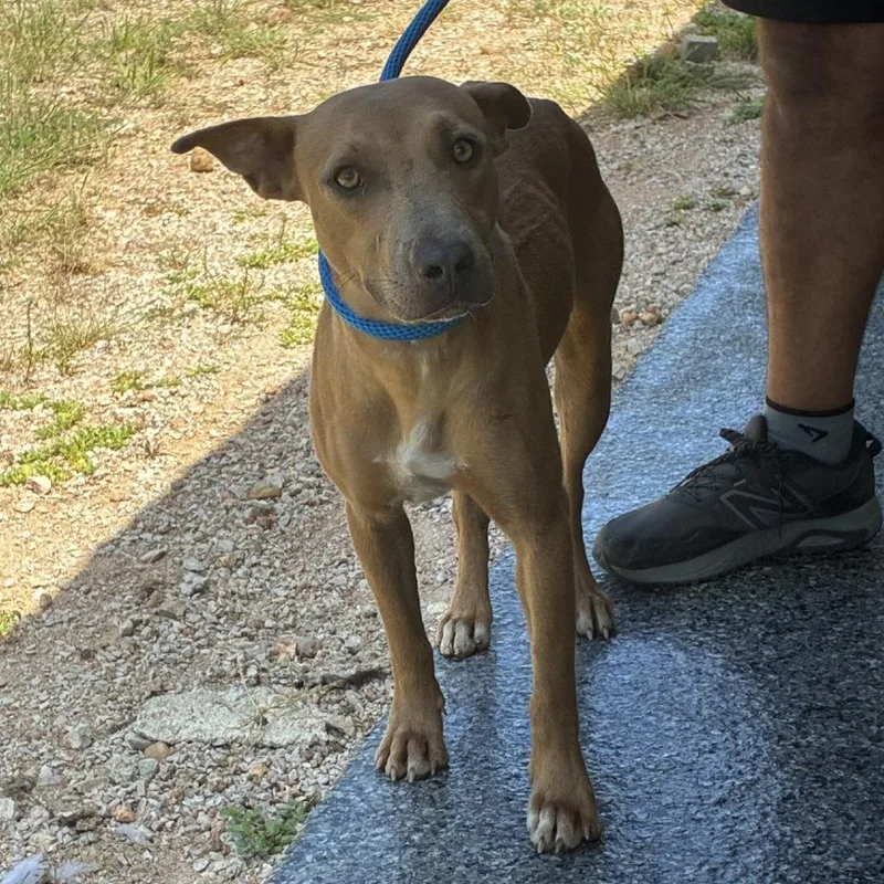 A young medium-sized female Yellow / Tan / Blond / Fawn Pit Bull Terrier dog named Goldie for adoption in Buchanan Dam, TX