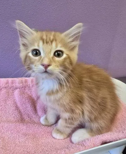 A baby small-sized male Domestic Short Hair cat named Fred Astaire for adoption in Eugene, OR
