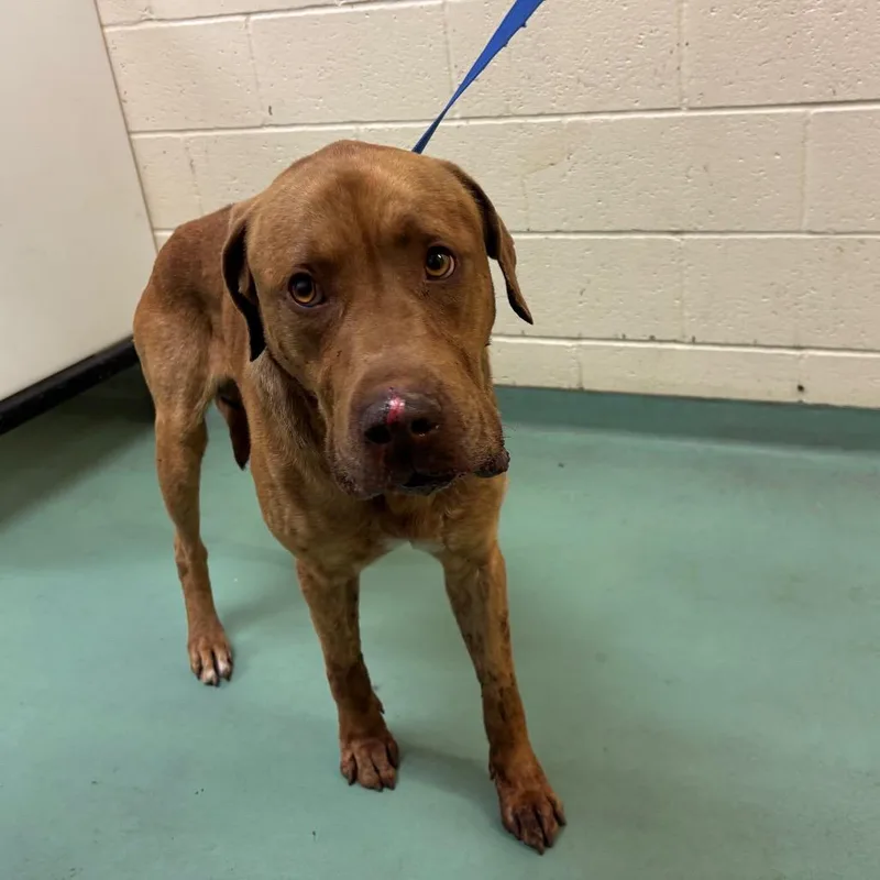 An adult medium-sized male Brown / Chocolate Mixed Breed dog named Greg for adoption in Memphis, TN