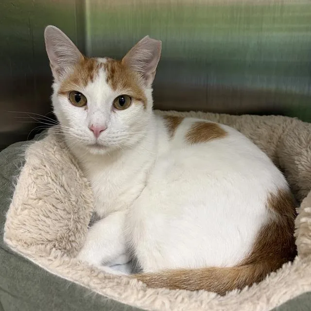 A young small-sized male Domestic Short Hair cat named Charly for adoption in Centerville, MA
