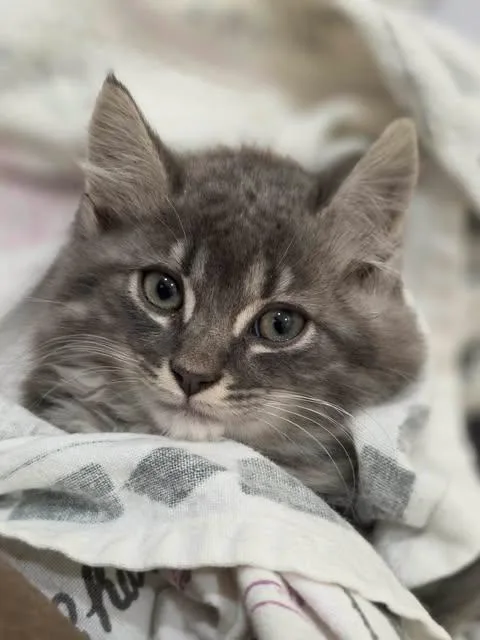 A baby medium-sized male Tabby (Gray / Blue / Silver) Tabby cat named Rock Hudson for adoption in Johnson City, TN