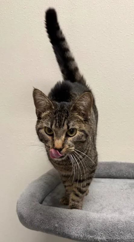 A young medium-sized male Domestic Short Hair cat named Levi for adoption in Yankton, SD