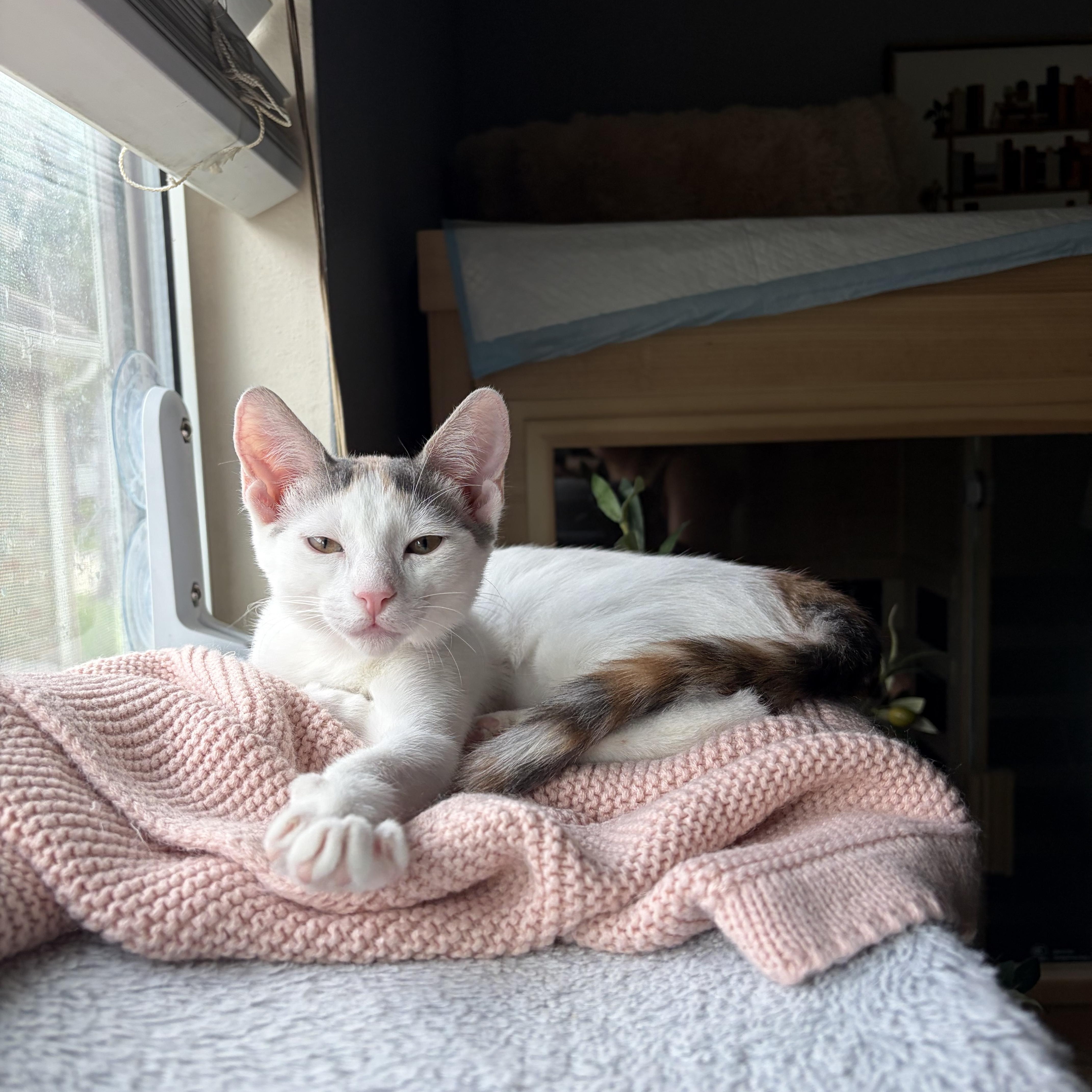 Biscotti thumbnail 3