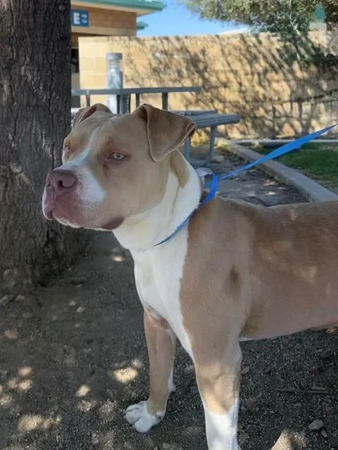 A young large-sized male Pit Bull Terrier dog named Churro for adoption in Riverside, CA