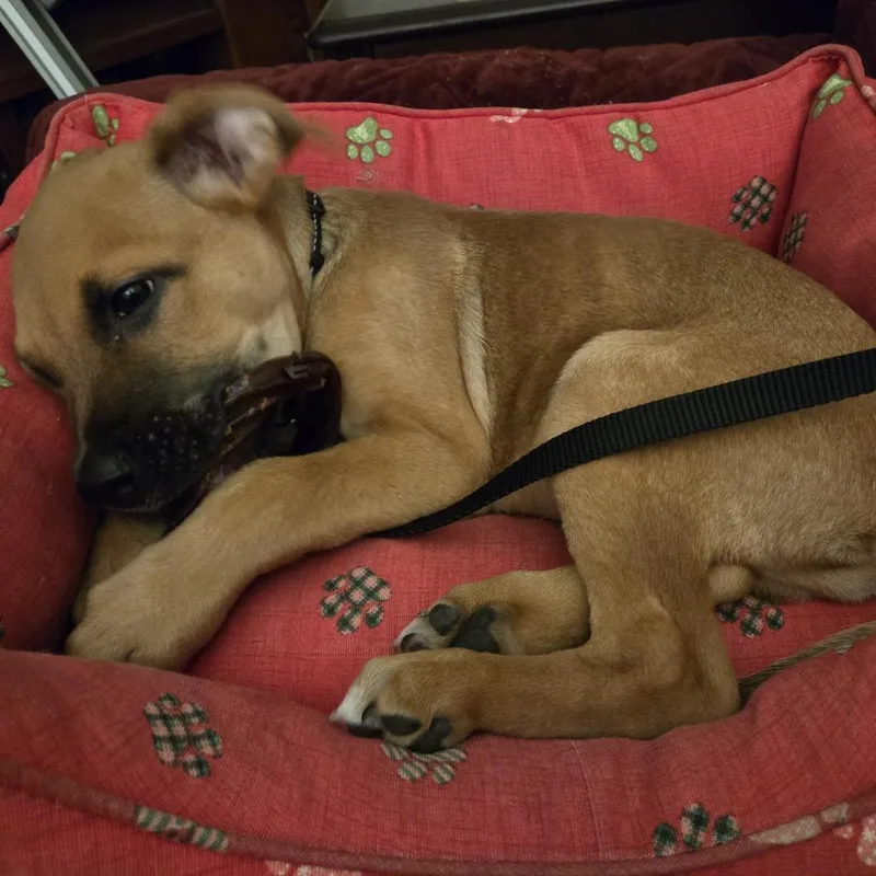 A baby medium-sized male Yellow / Tan / Blond / Fawn German Shepherd Dog dog named Rockman D for adoption in Minnetonka, MN