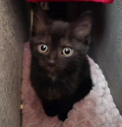 A baby small-sized male Domestic Short Hair cat named Beans for adoption in Colorado Springs, CO