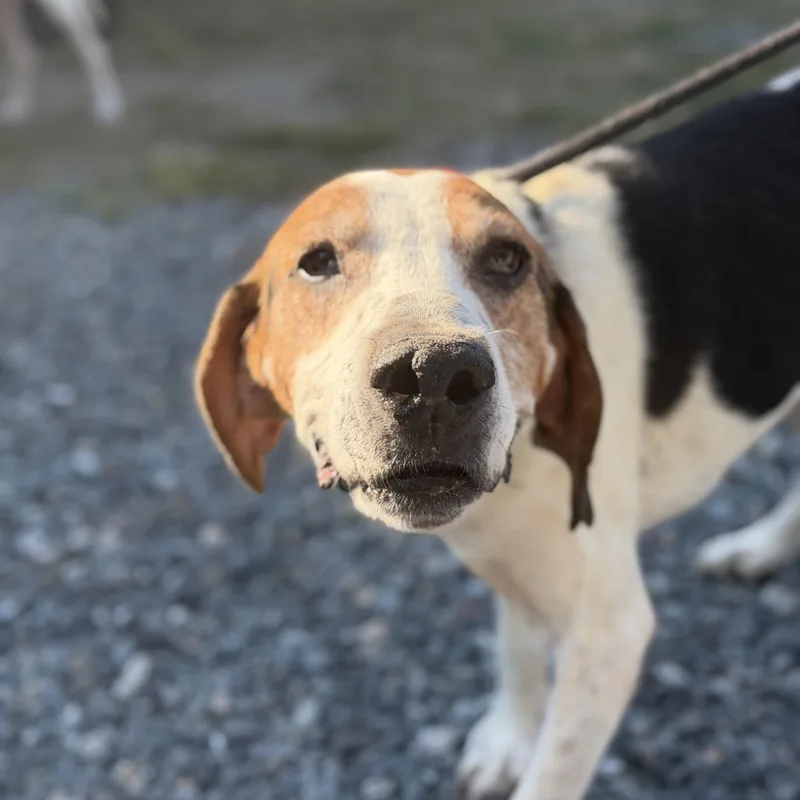 A senior medium-sized male Hound dog named Hank for adoption in Gloucester, VA