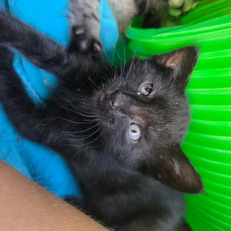 A baby small-sized female Domestic Short Hair cat named Tansy for adoption in Allyn, WA
