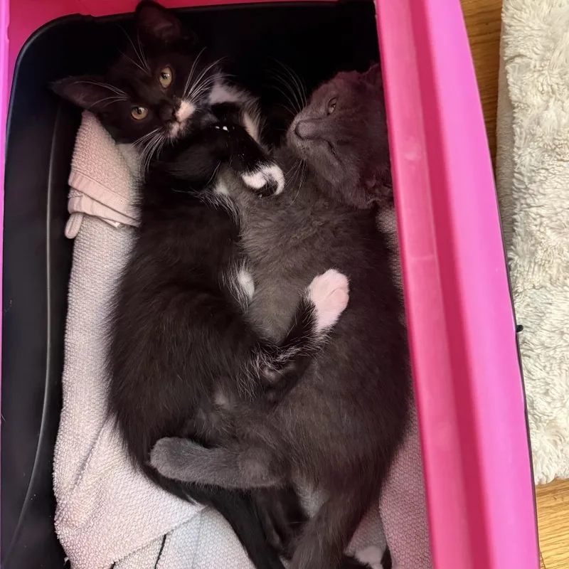 A baby small-sized female Black Domestic Short Hair cat named Sashimi for adoption in St. Paul, MN